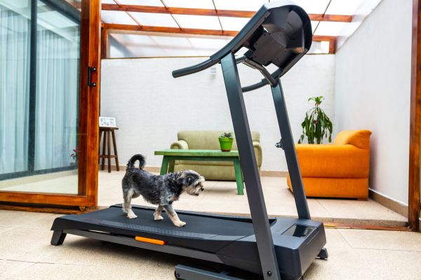 Treadmill Installation in Windsor