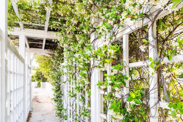 Trellis Repair in Windsor