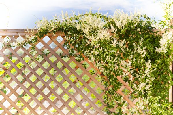 Lattice Repair in Windsor
