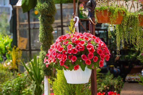 Hanging Planter Installation in Windsor