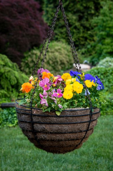 Hanging Basket Installation in Windsor
