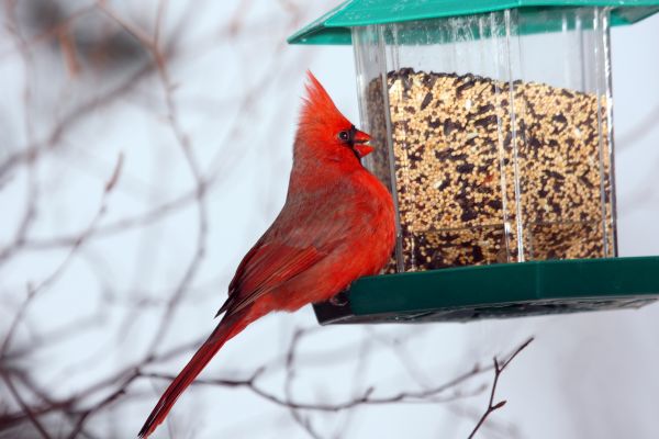 Bird Feeder Hanging in Windsor